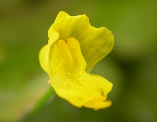 Humped bladderwort flower with two-lipped snapdragon like form easy to see
