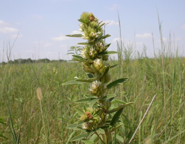 A single stalk of round-headed bush clover with native prairie in the background