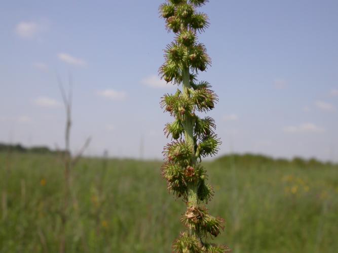 Swamp agrimony stalk with burred fruits