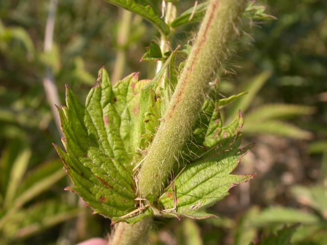 Closeup of swamp agrimony stem with stipules