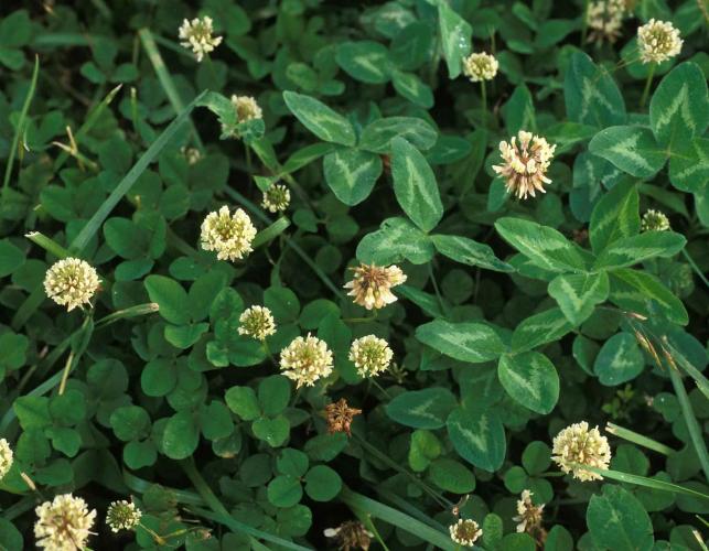 Several blooming white clover plants in a lawn