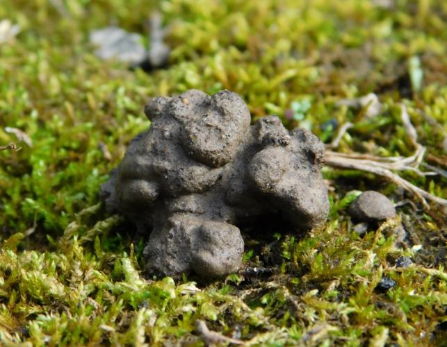 Earthworm casting, closeup, amid moss