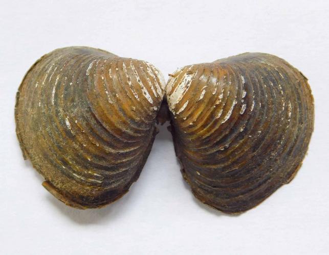 Asian clam shells, still hinged together, showing exterior surfaces