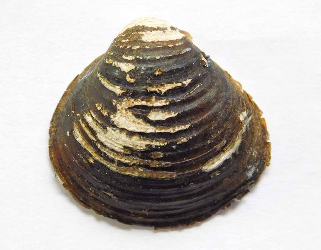 Asian clam shell with worn exterior, showing nacreous layer under flaking periostracum
