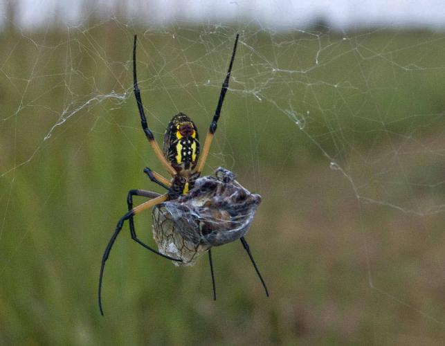 Female black-and-yellow garden spider in web eating captured giant grassland cicada