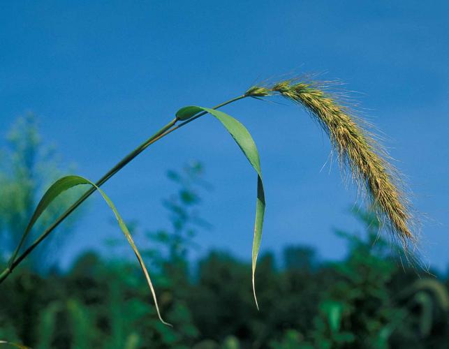 A single flowering stalk of Canada wild rye with a blue sky in background