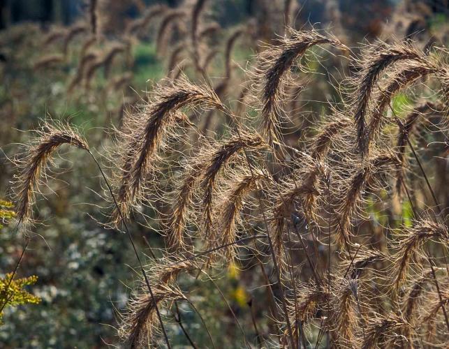 Canada wild rye seed heads in late season, showing drooping habit and curling awns