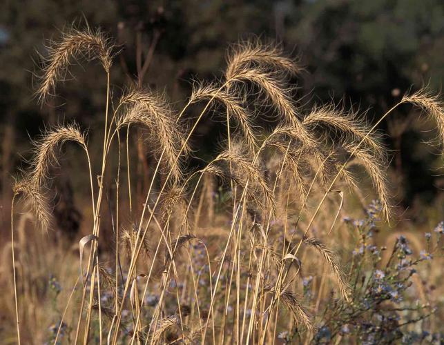 Side view of several Canada wild rye seed heads in late season