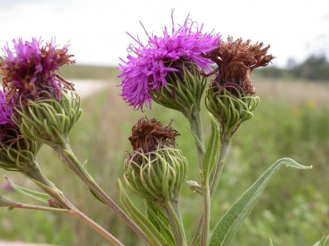 Curlytop ironweed flower cluster viewed from the side