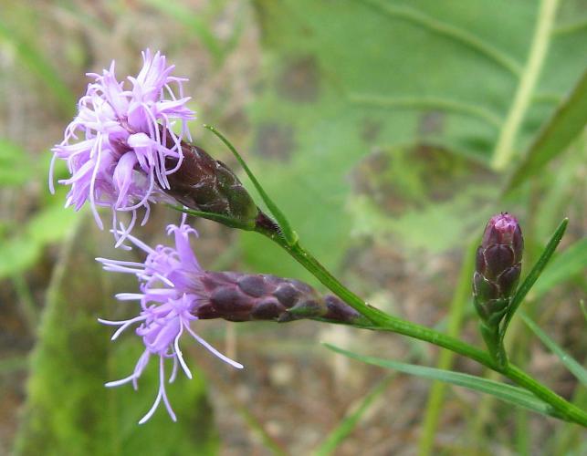 Cylindrical blazing star, top of blooming plant showing 3 flowerheads