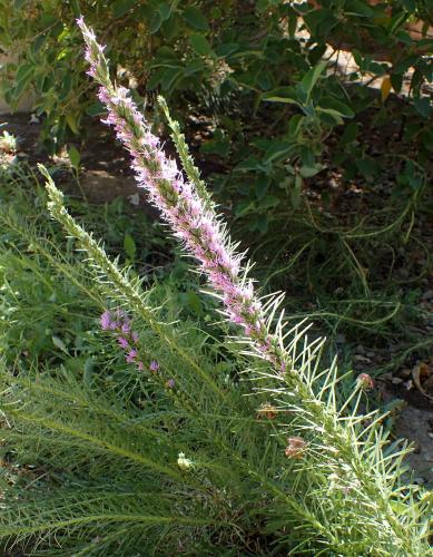 Flowering spike of dotted blazing star showing wide-spreading leaves