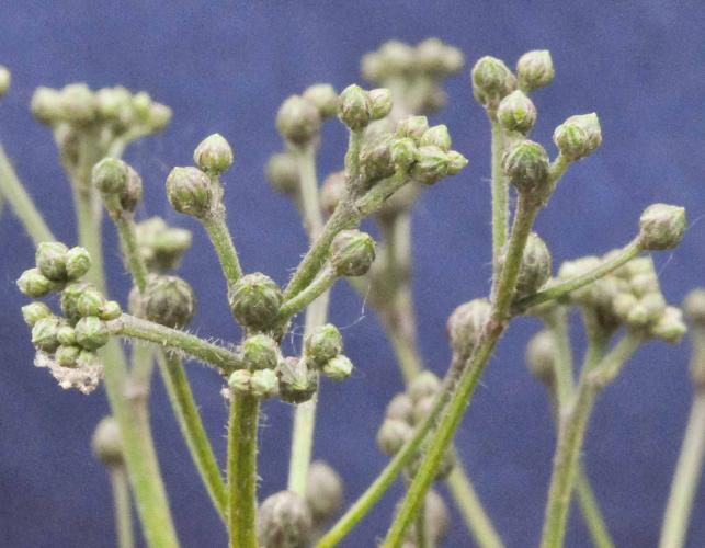 Closeup of giant ironweed flower cluster prior to anthesis, showing grayish pubescence