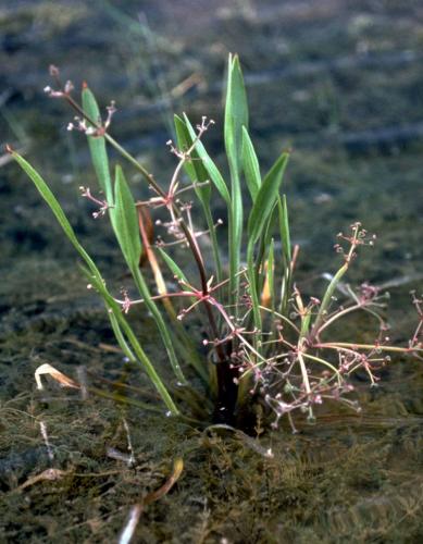Grass-leaved water plantain growing as emergent aquatic plant in shallow water