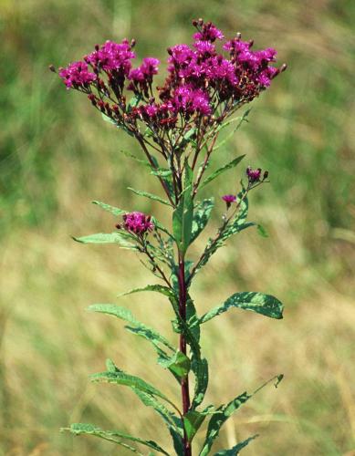 Vertical image of top of an ironweed plant showing branching flower cluster