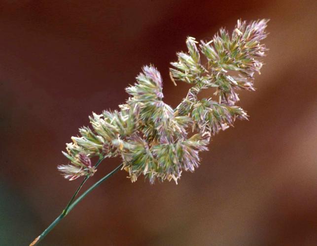 Orchard grass flower heads in bloom, with anthers showing