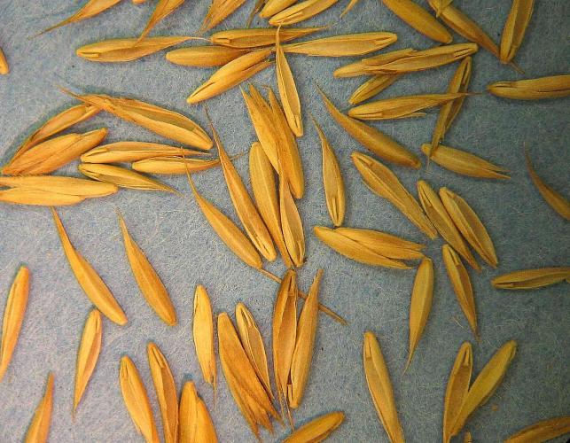 Orchard grass seeds, several, photographed magnified against a gray surface, in a museum