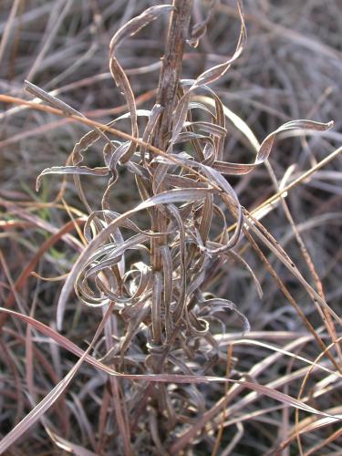 Prairie blazing star, closeup of floral stalk in autumn showing texture of dried leaves