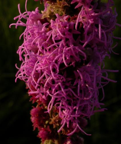 Closeup of prairie blazing star showing style branches