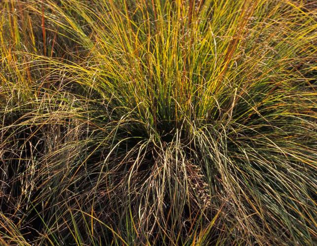 View of the base of a prairie dropseed tuft in autumn