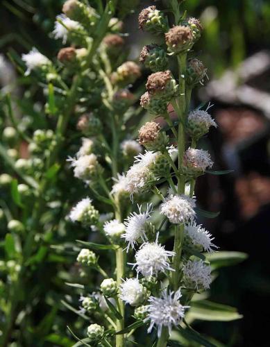Savanna, or Eastern blazing star, white-flowering cultivar ‘White Spires’, in bloom