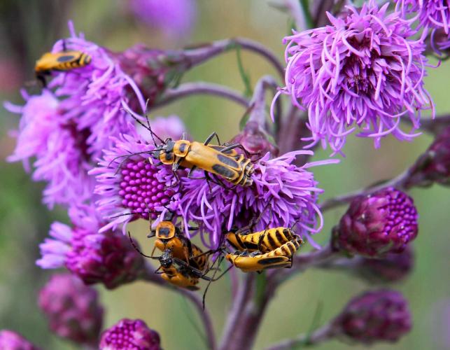 Several soldier beetles feed and mate on blazing star flowers