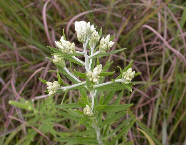 Sweet everlasting plant blooming in a prairie, showing white upper stem branches