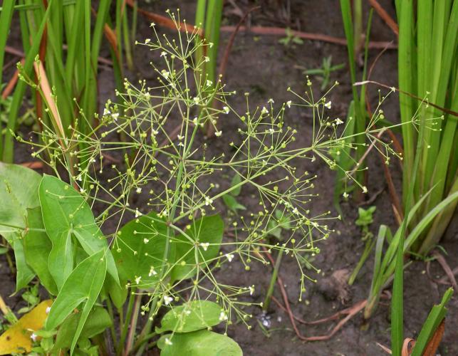 Water plantain flower cluster and leaves in habitat with arrowhead leaves and cattail stalks