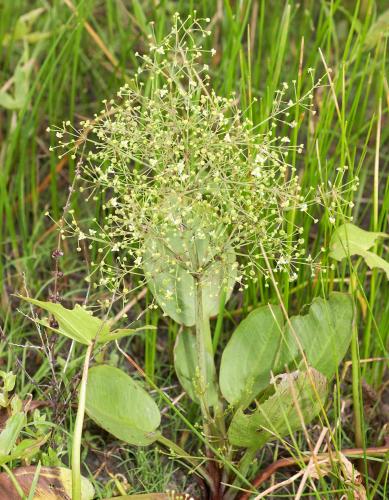 Vertical image of a water plantain plant growing and blooming in habitat