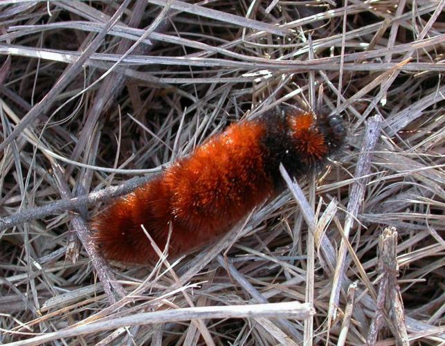 Mostly rusty red woolly bear caterpillar resting on dried grasses