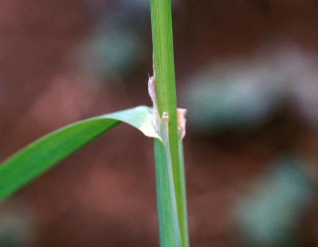 Orchard grass, top of a leaf sheath showing ligule