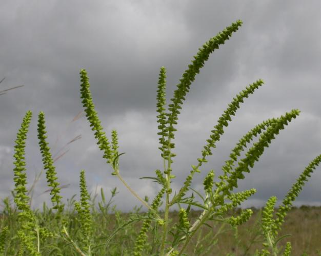 Common ragweed stem tips with mature flower clusters viewed against a cloudy sky
