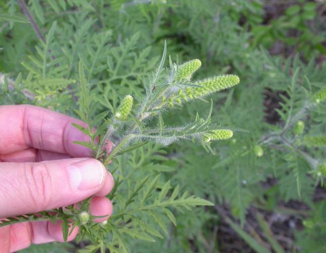 Common ragweed plant top held by a person’s hand showing upper stem leaves and several developing terminal flower clusters