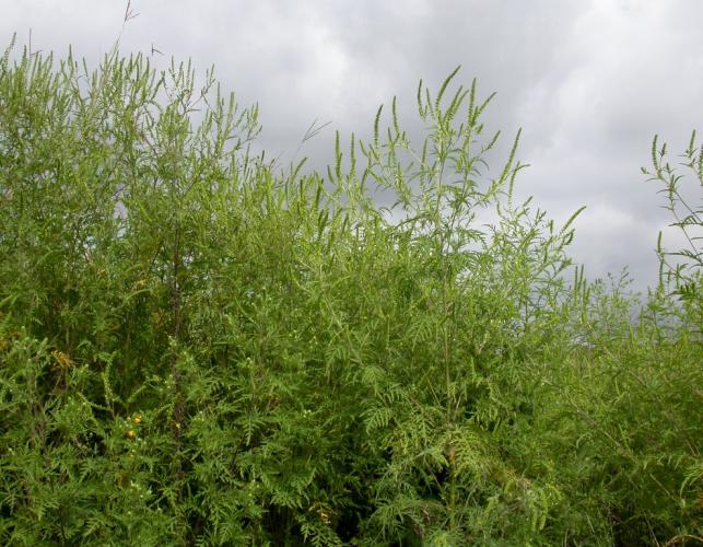 Several large common ragweed plants viewed against a cloudy sky