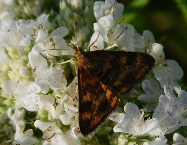 Crambid snout moth Pyrausta subsequalis visiting a mountain mint flowerhead