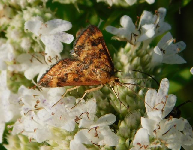 A crambid moth, Pyrausta subsequalis, nectaring on mountain mint flowers at Hi Lonesome Prairie CA