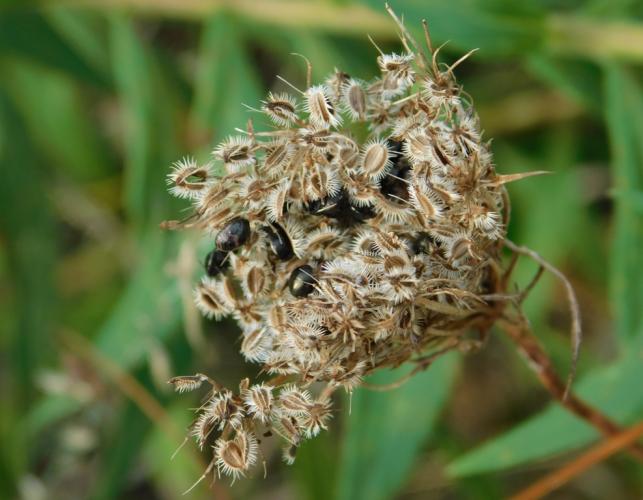 Queen Anne’s lace seed head with ebony bugs feeding amid the numerous seeds