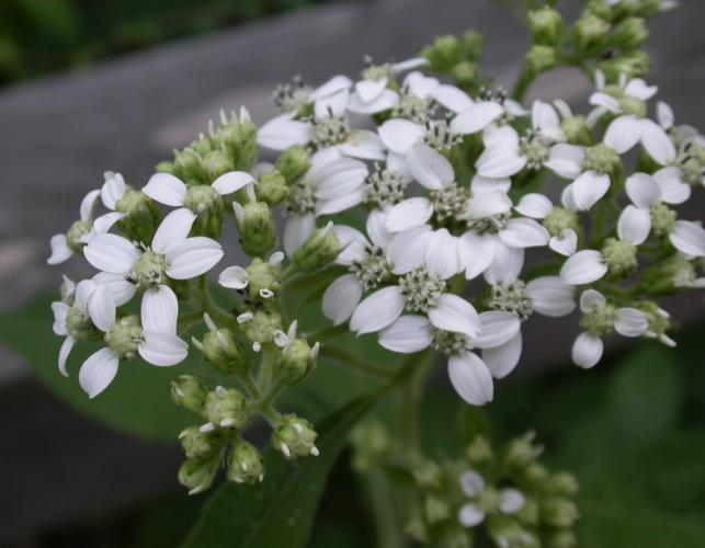 White crownbeard cluster of blooming flowerheads