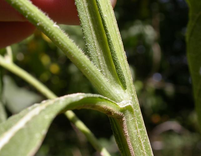 Yellow ironweed stem showing wings at leaf axil