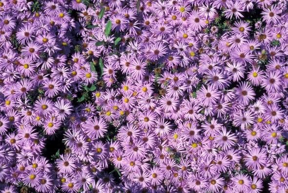 Aromatic Aster