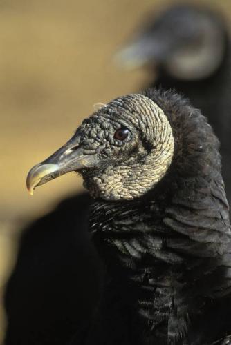 Black vulture head