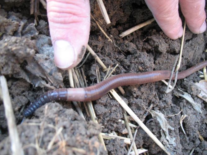 Jumping worm lying on soil, with a person's fingers for scale
