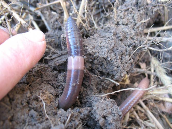 Jumping worm head poking out of the soil; a person's finger is at side for scale