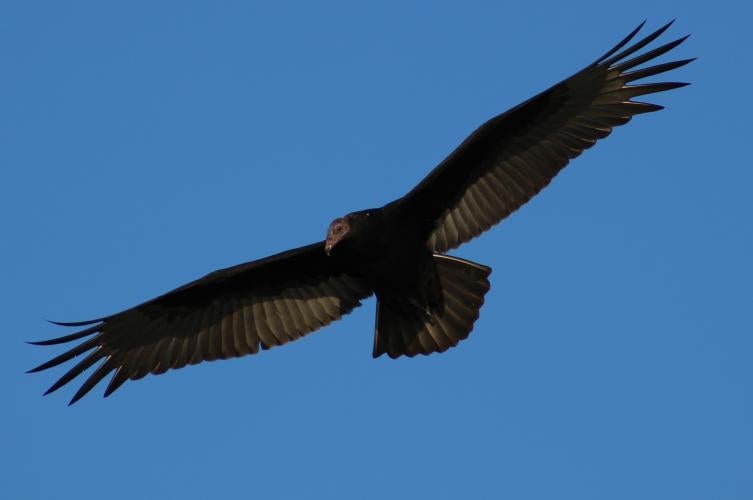 Juvenile turkey vulture in flight