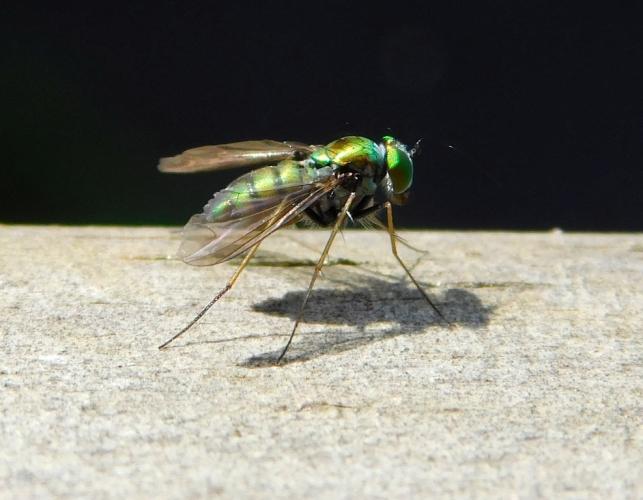Side view of longlegged fly, Condylostylus, perched on a wooden railing