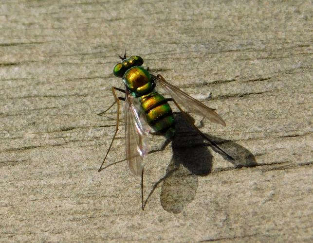 Dorsal view of longlegged fly, Condylostylus, perched on a wooden railing