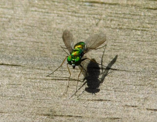 Front view of longlegged fly, Condylostylus, perched on a wooden railing