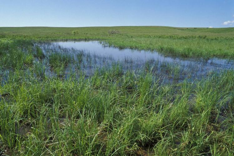 Shallow water in prairie landscape