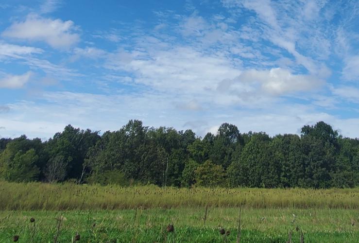 Open landscape at Maintz Wildlife Preserve with line of trees in background