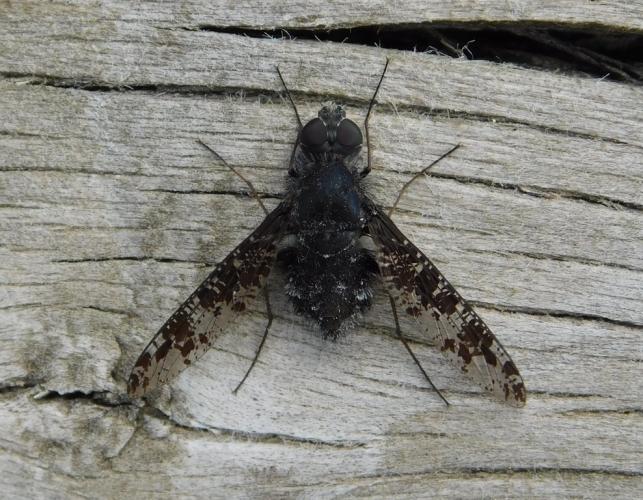 Spotted bee fly resting on a weathered board