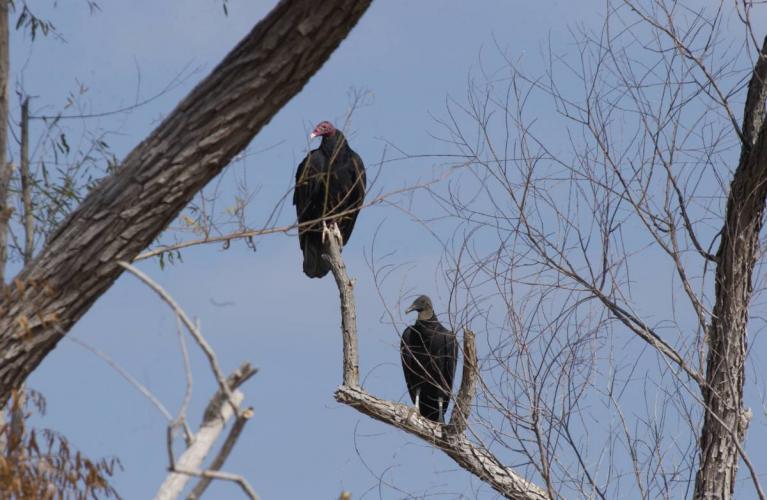 Turkey vulture and black vulture perched in same tree.